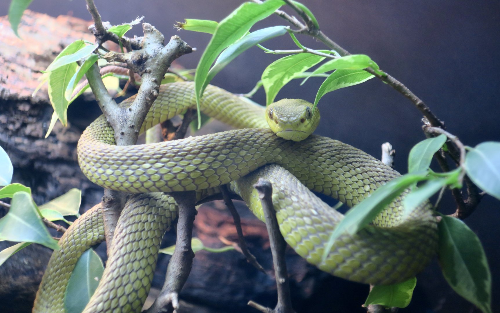 Indonesian Pit Viper (Trimeresurus insularis)