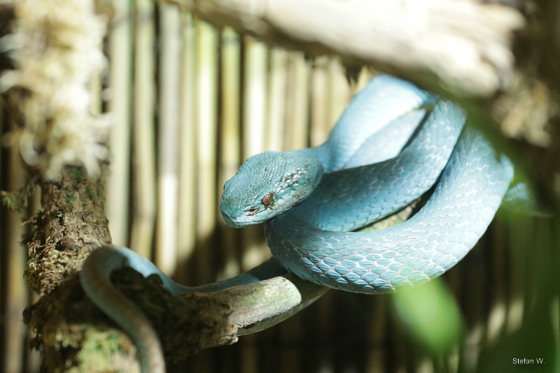 Indonesian pit viper (Trimeresurus insularis)