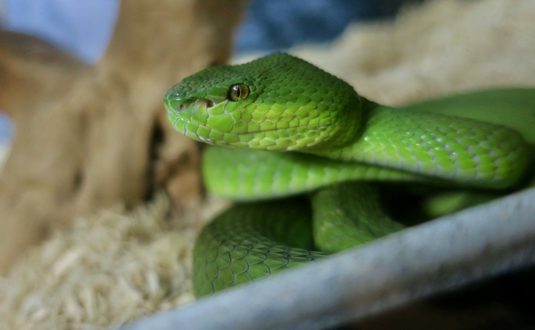 Indonesian Pit Viper (Trimeresurus insularis)