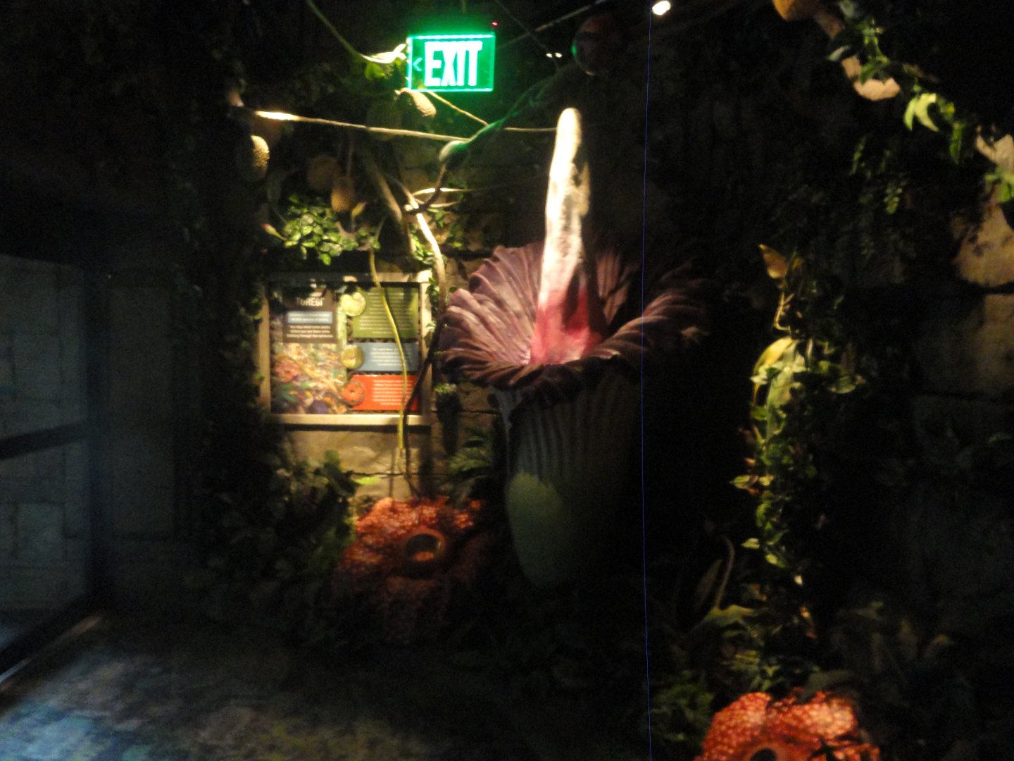 Indonesian Plants Display