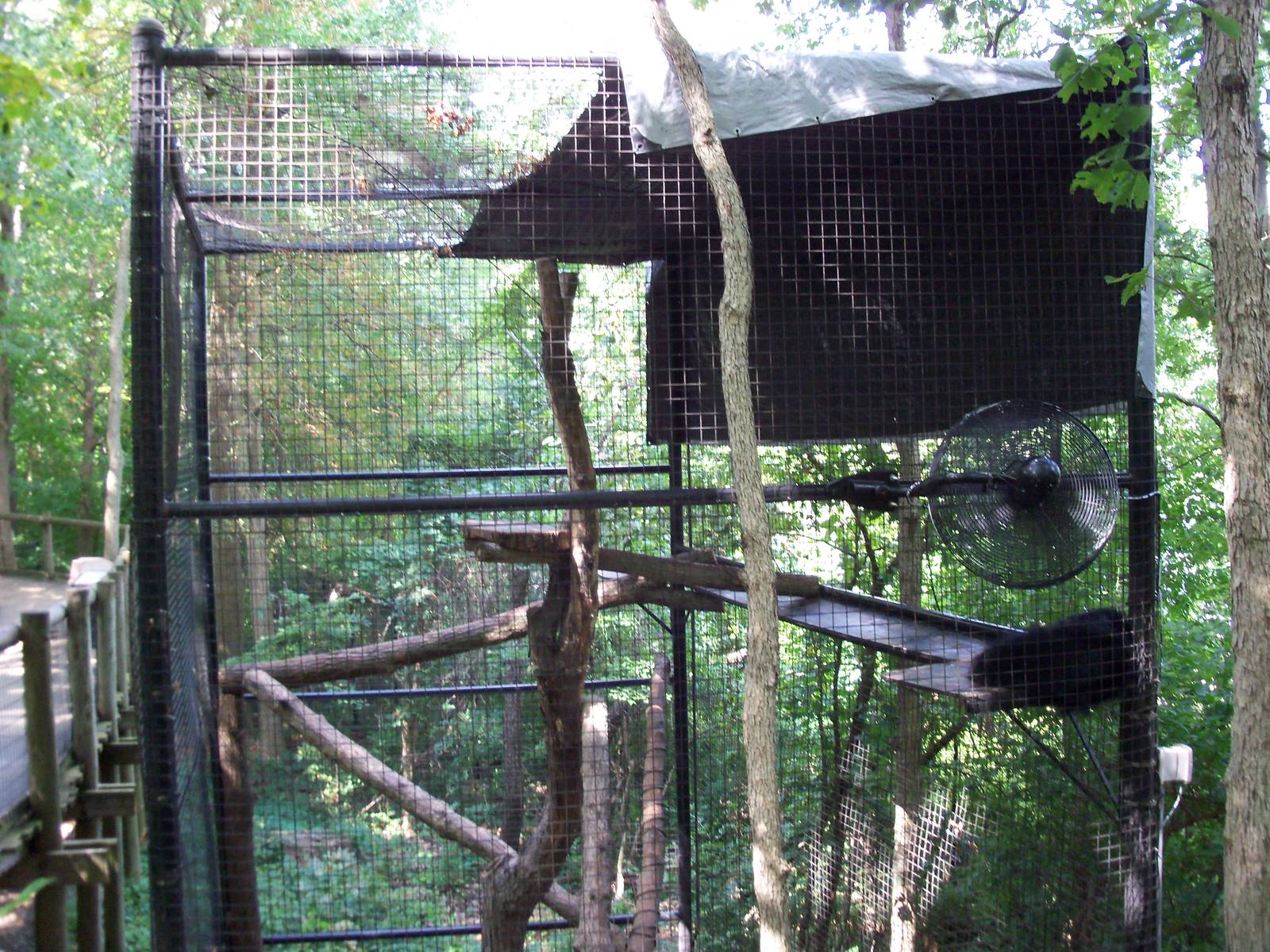 Indonesian Rain Forest - Binturong Exhibit