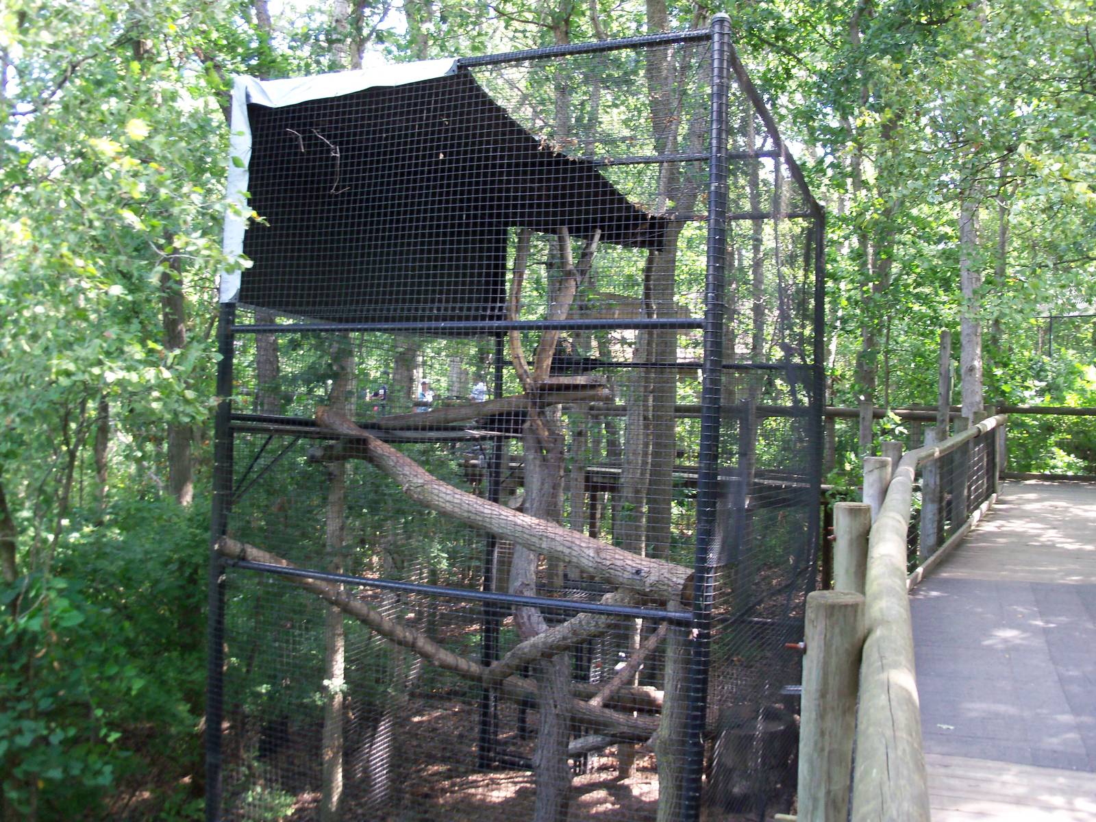 Indonesian Rain Forest - Binturong Exhibit