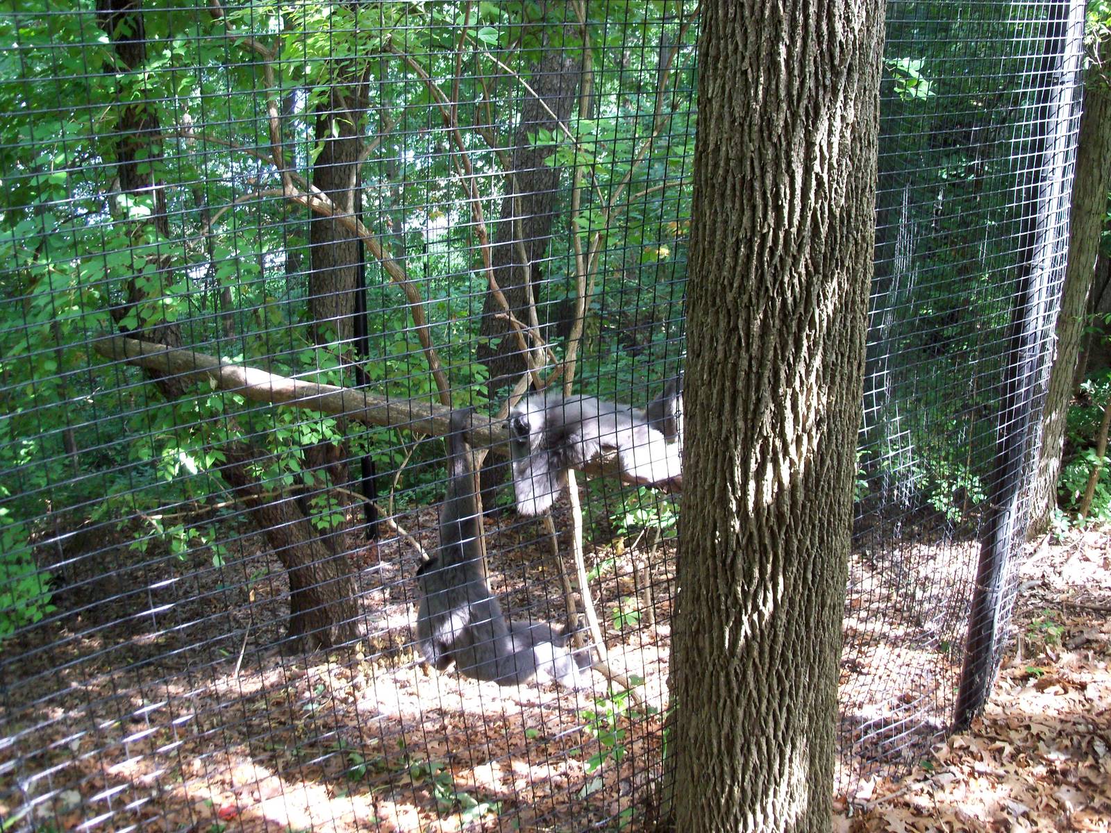 Indonesian Rain Forest - Javan Gibbon Exhibit