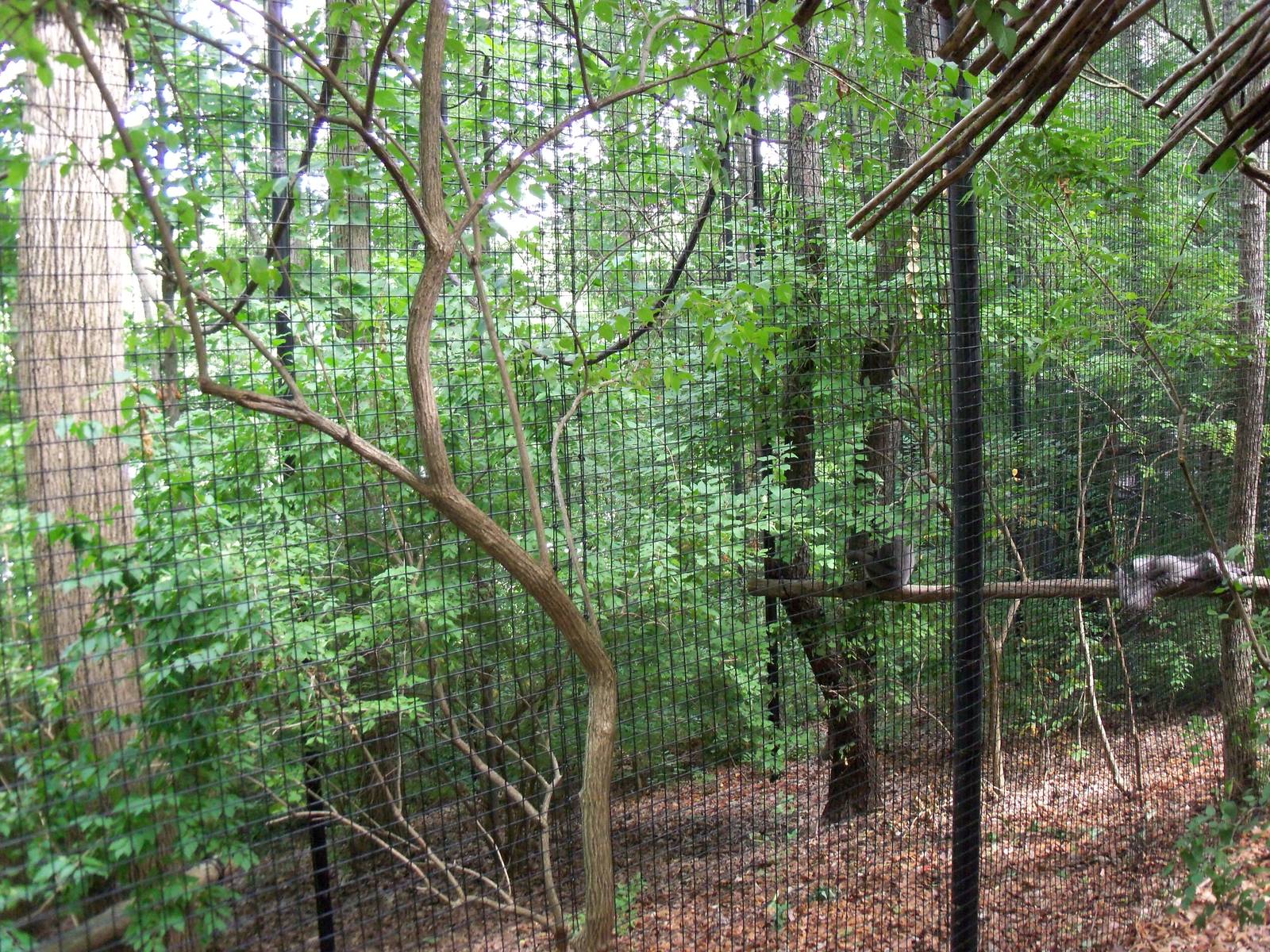 Indonesian Rain Forest - Javan Gibbon Exhibit