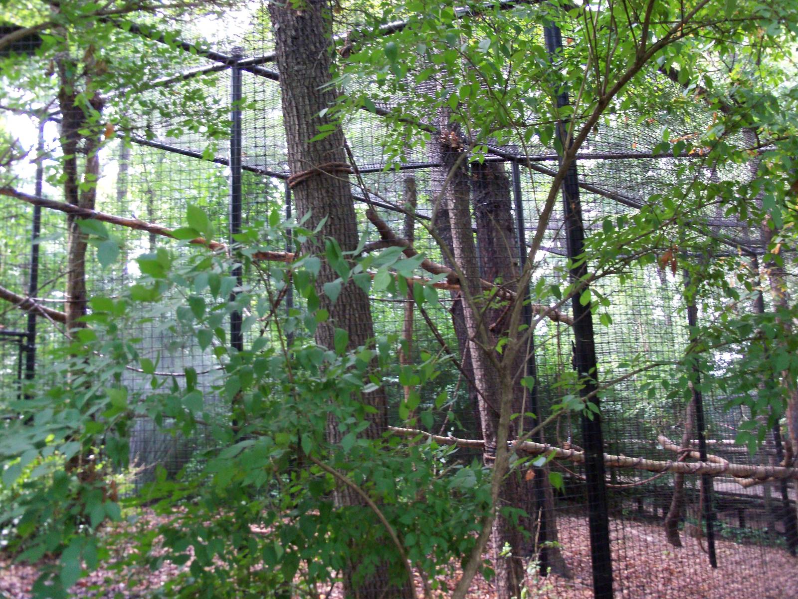 Indonesian Rain Forest - Siamang Exhibit