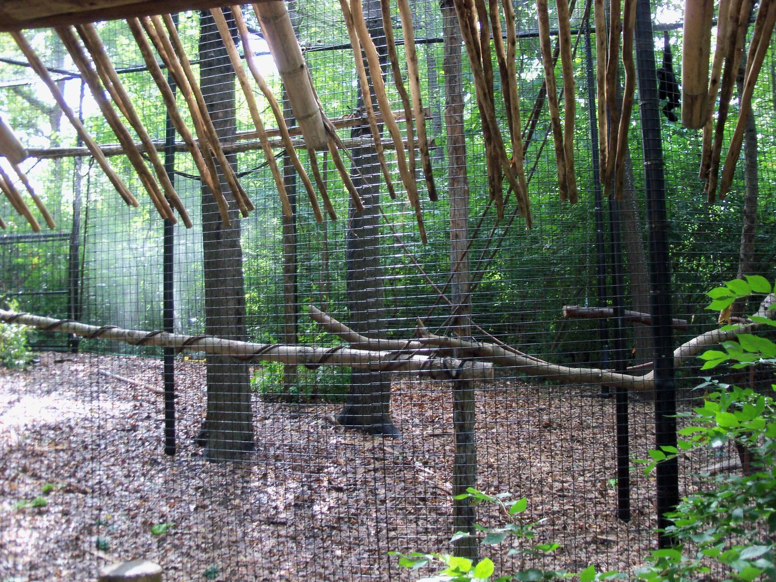 Indonesian Rain Forest - Siamang Exhibit