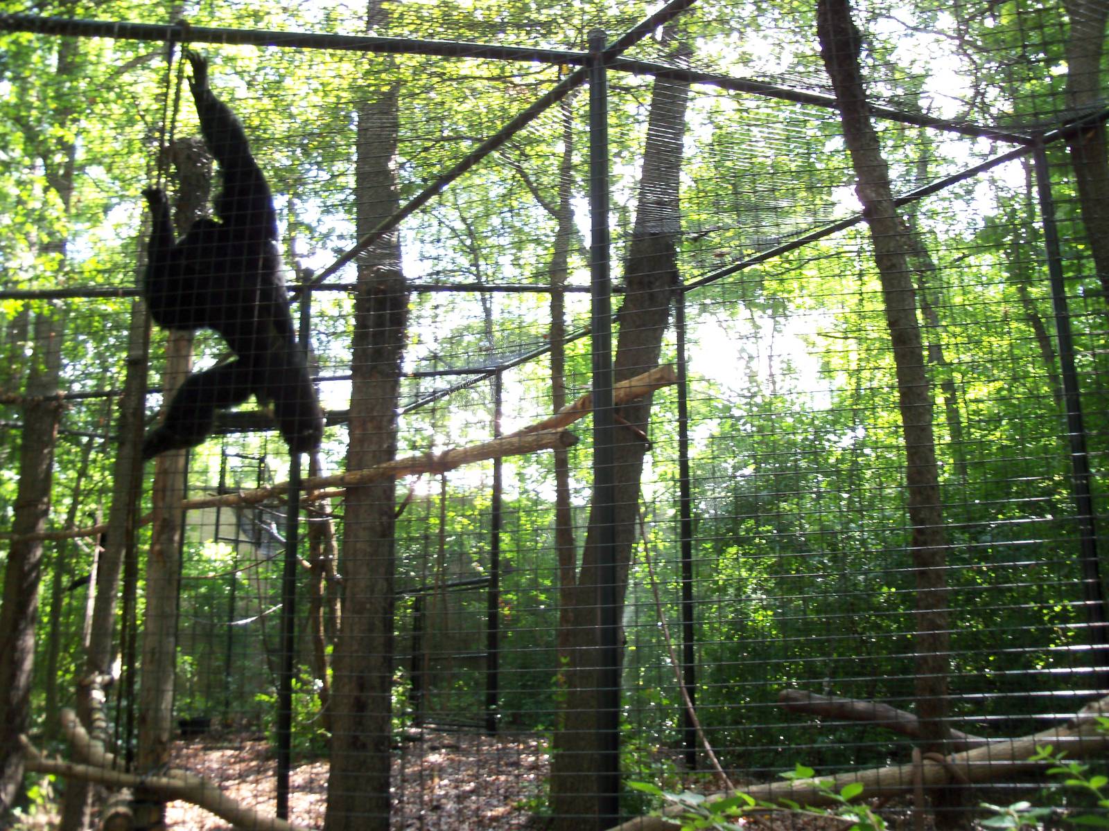 Indonesian Rain Forest - Siamang Exhibit