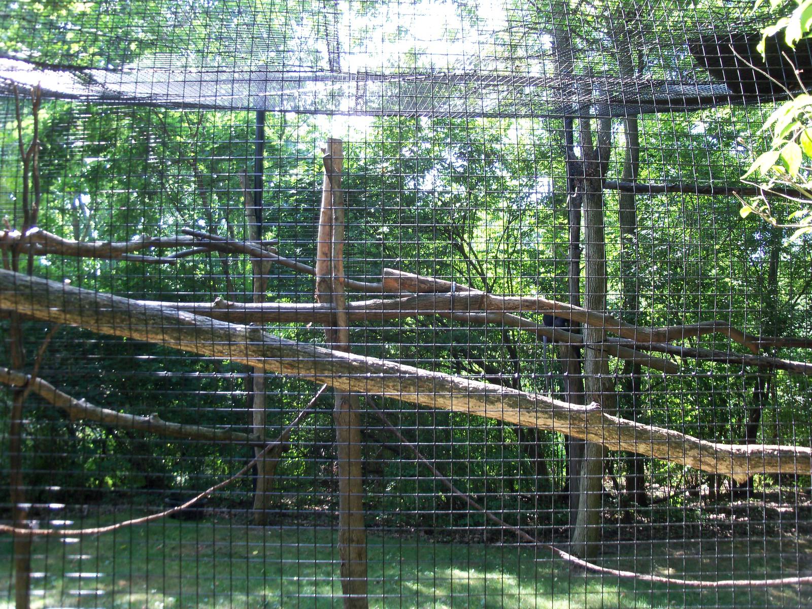 Indonesian Rain Forest - Spectacled Langur Exhibit