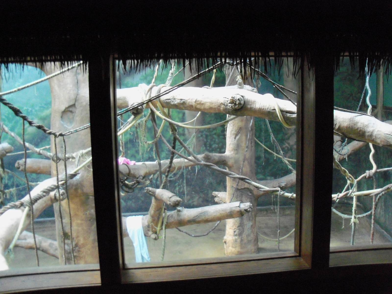 Indonesian Rain Forest - Sumatran Orangutan Exhibit