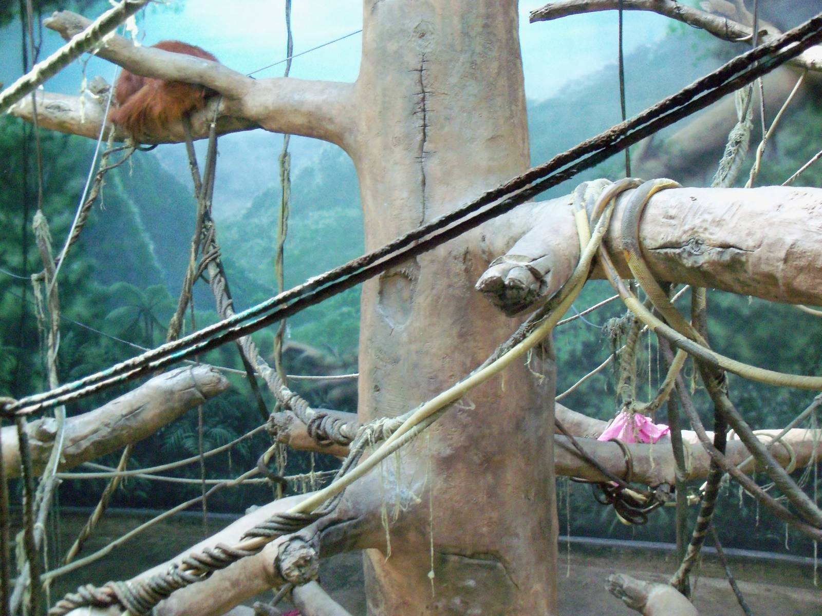 Indonesian Rain Forest - Sumatran Orangutan Exhibit