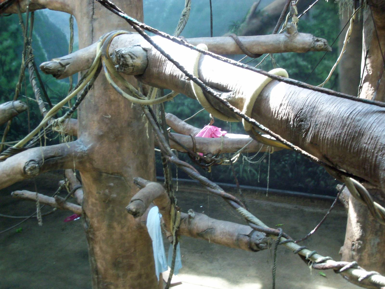 Indonesian Rain Forest - Sumatran Orangutan Exhibit