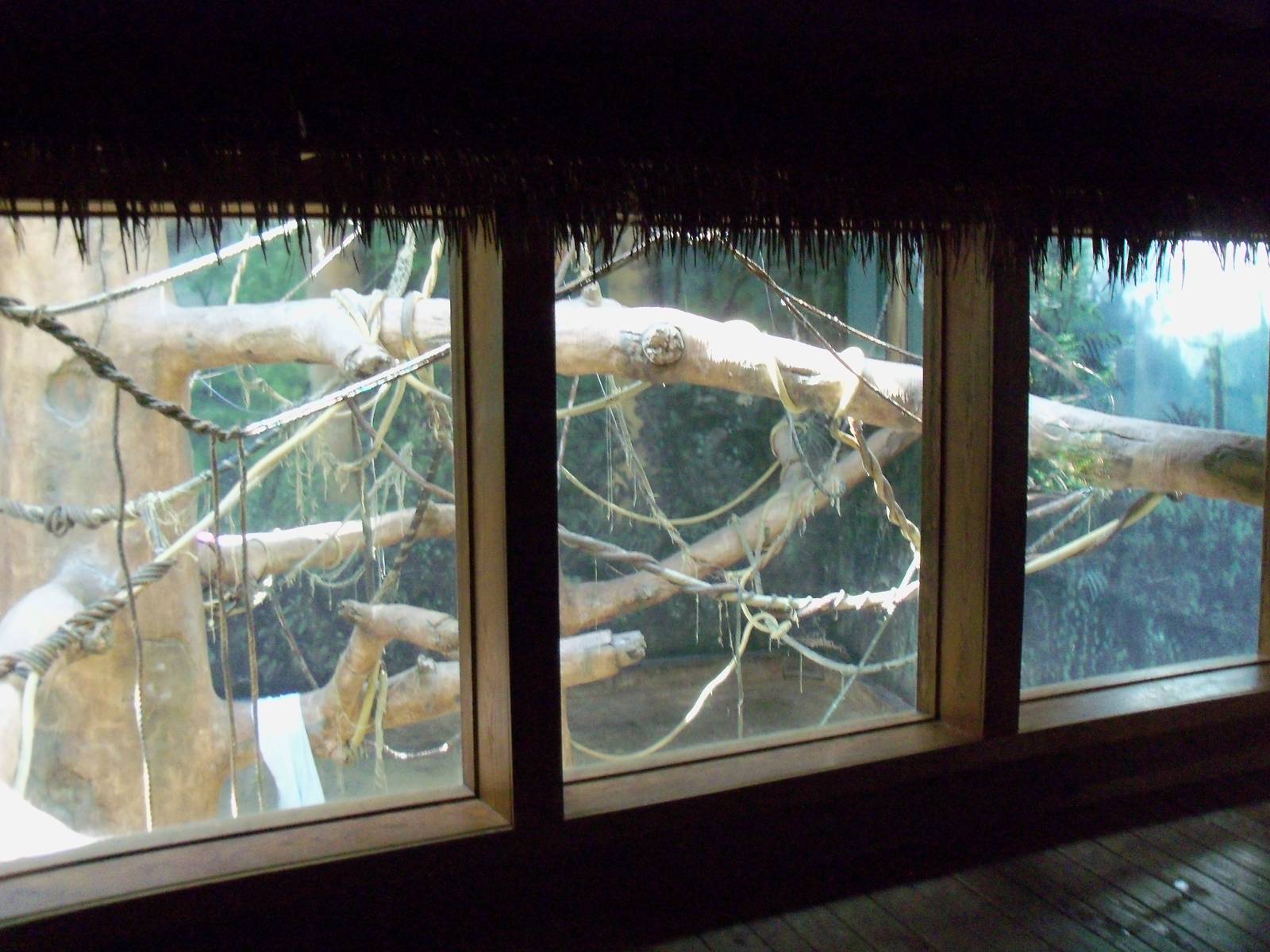 Indonesian Rain Forest - Sumatran Orangutan Exhibit