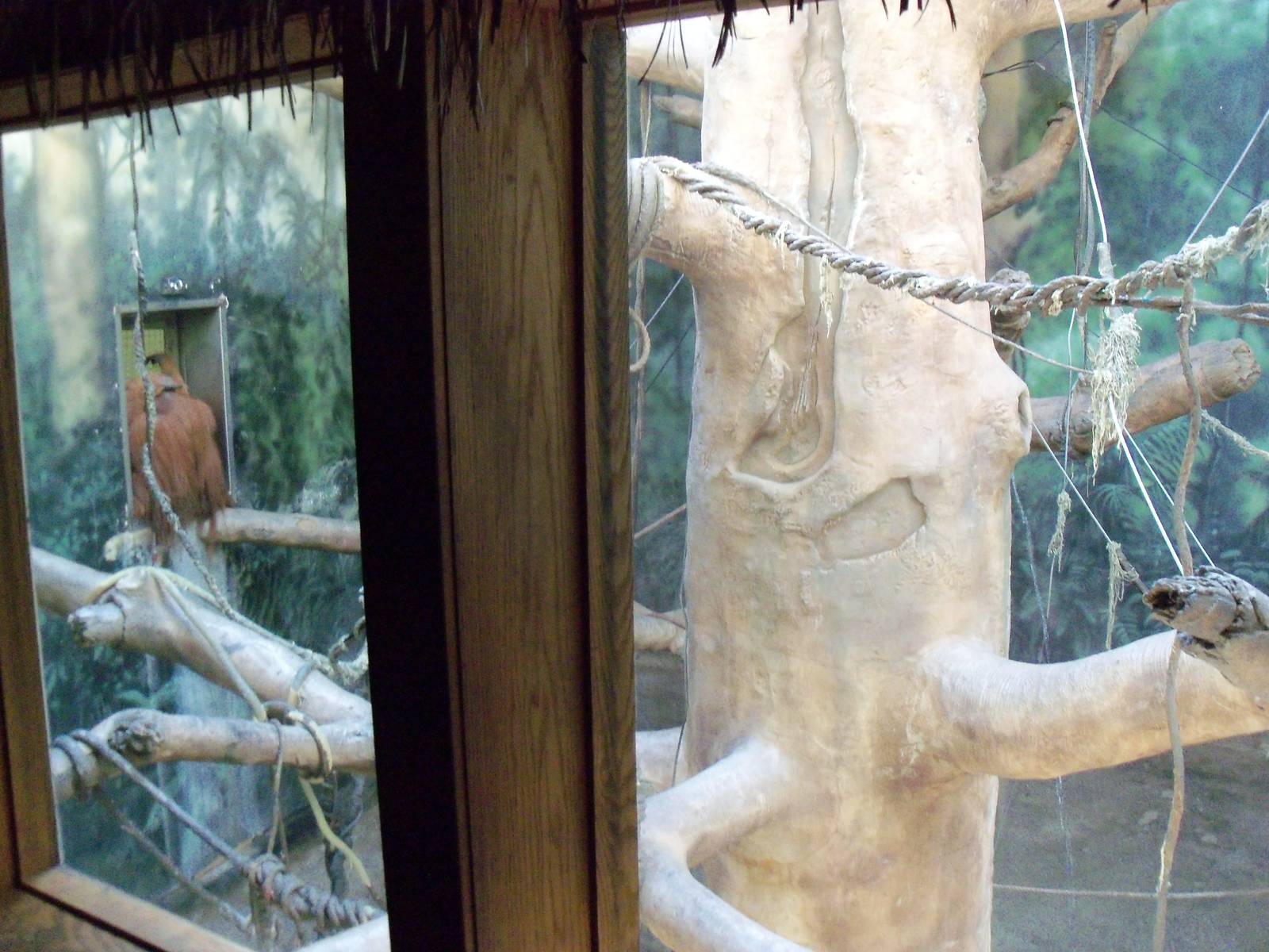 Indonesian Rain Forest - Sumatran Orangutan Exhibit
