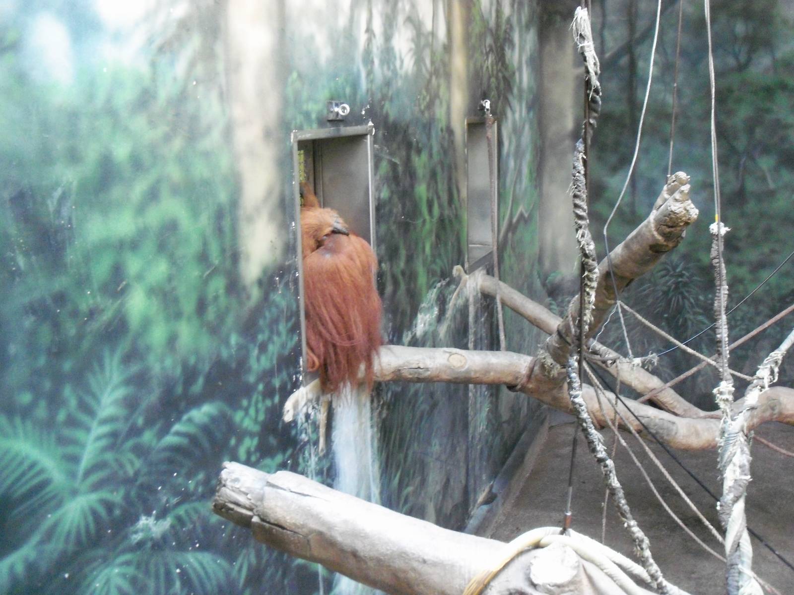 Indonesian Rain Forest - Sumatran Orangutan Exhibit