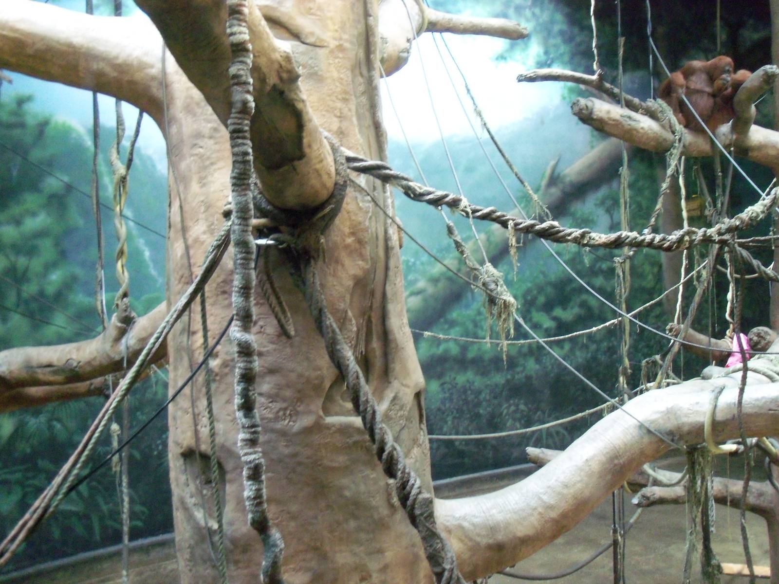 Indonesian Rain Forest - Sumatran Orangutan Exhibit