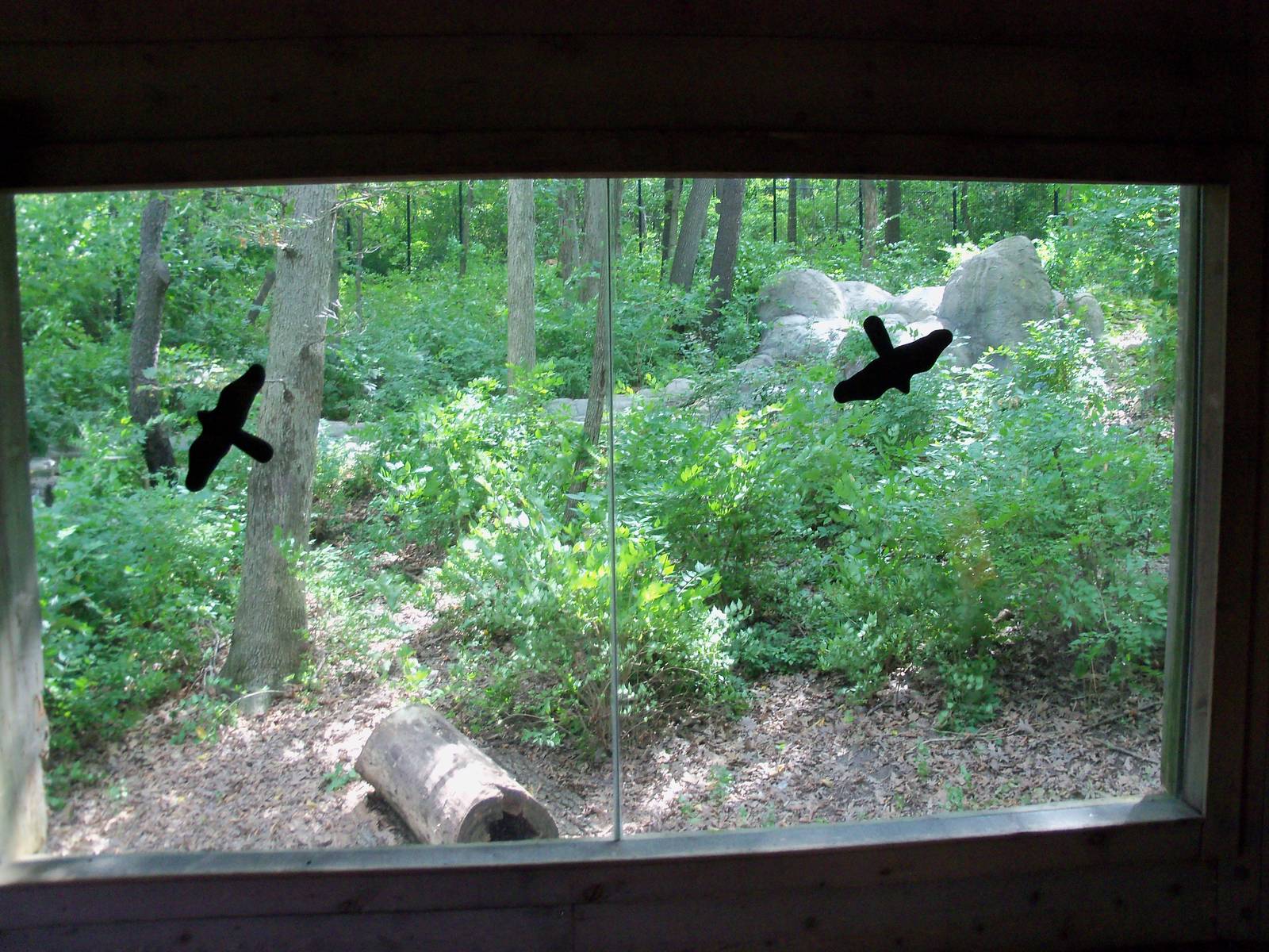 Indonesian Rain Forest - Sumatran Tiger Exhibit