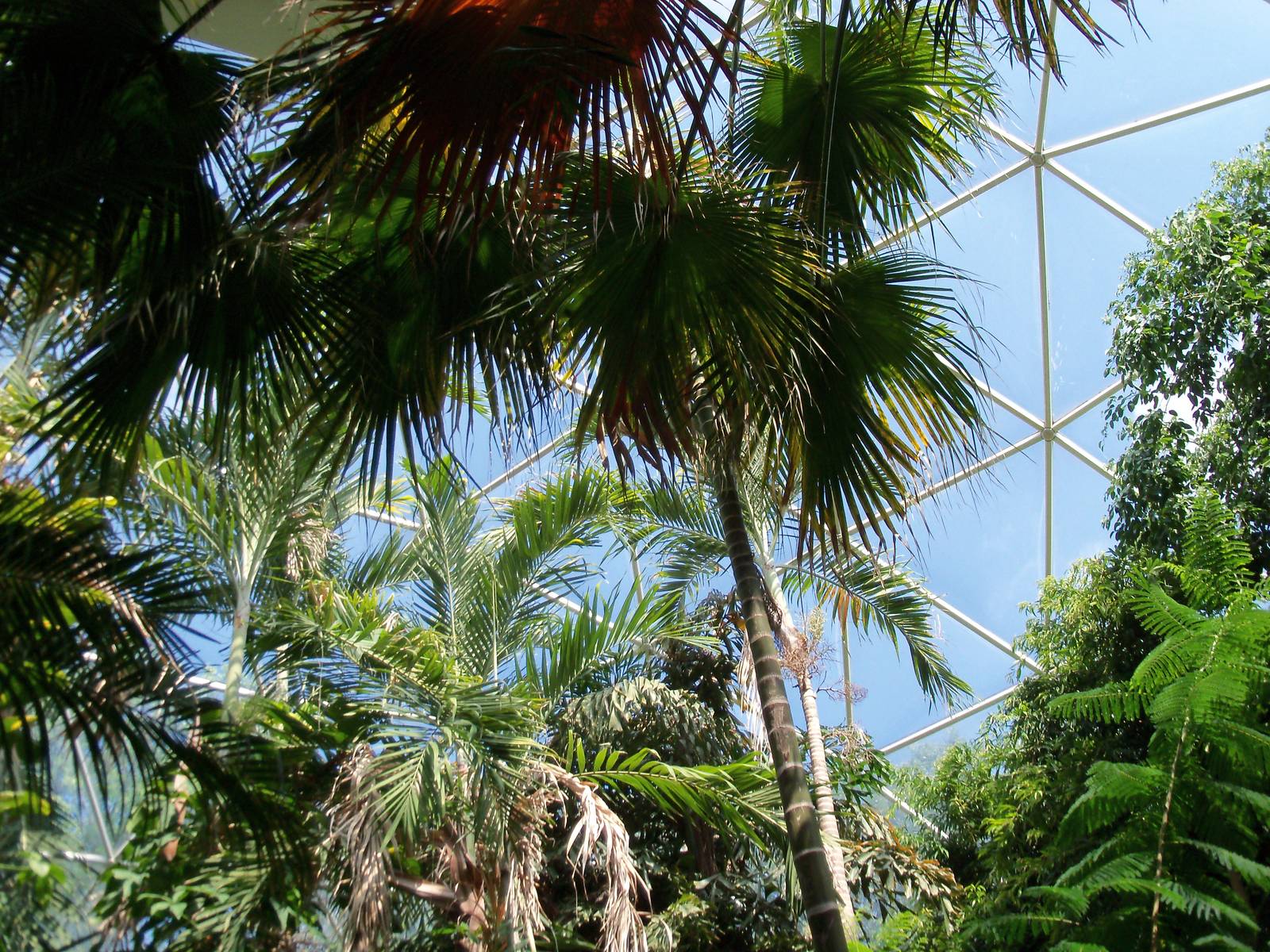 Indonesian Rain Forest - Walk-Through Aviary