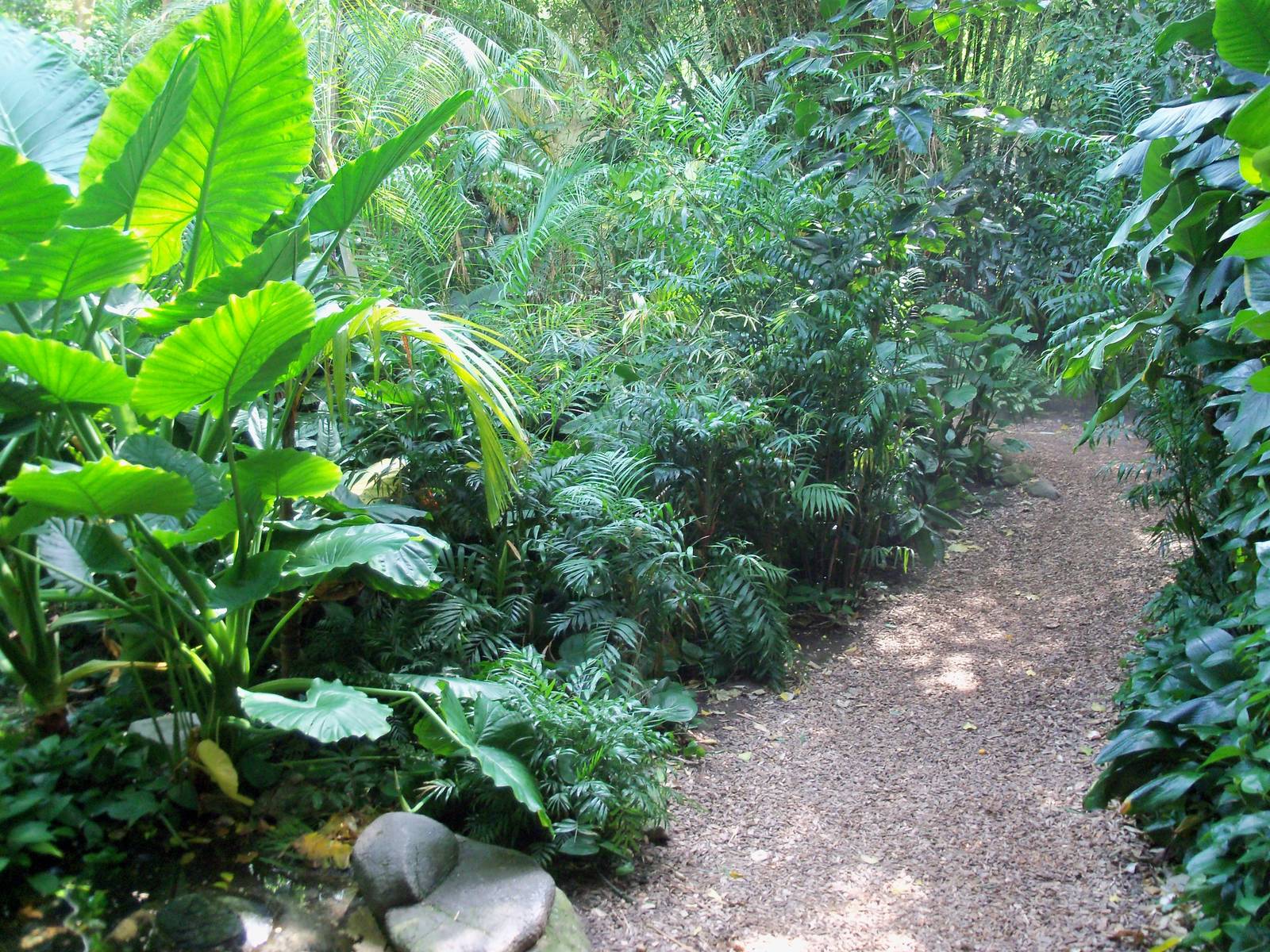 Indonesian Rain Forest - Walk-Through Aviary
