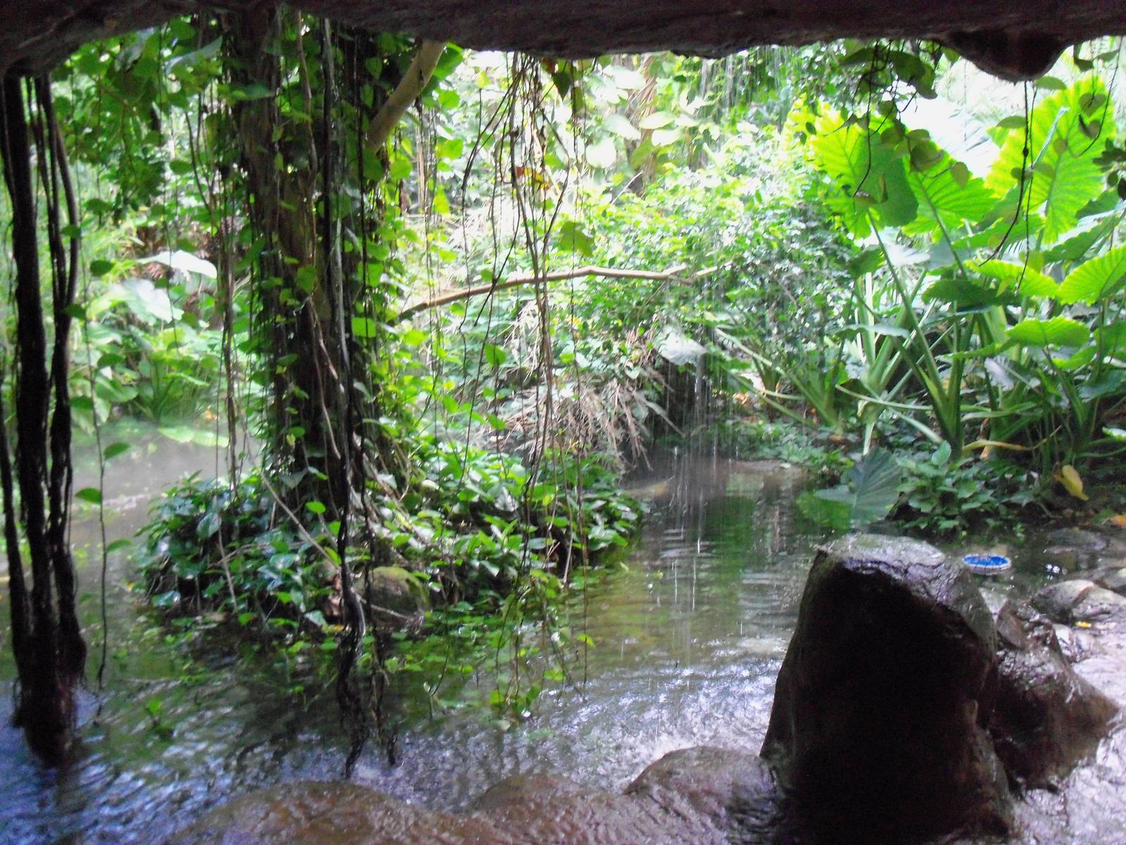 Indonesian Rain Forest - Walk-Through Aviary