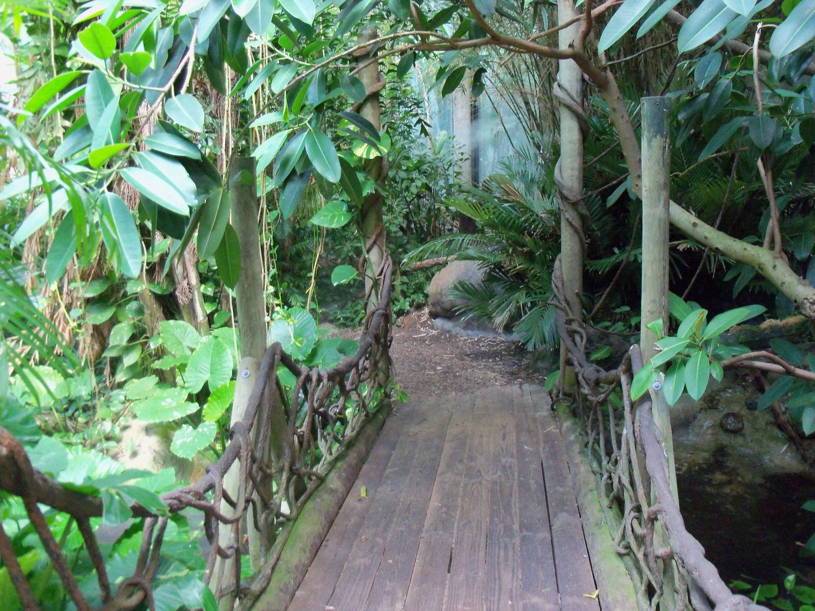 Indonesian Rain Forest - Walk-Through Aviary