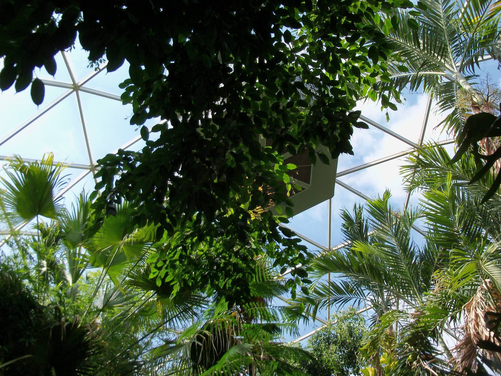 Indonesian Rain Forest - Walk-Through Aviary