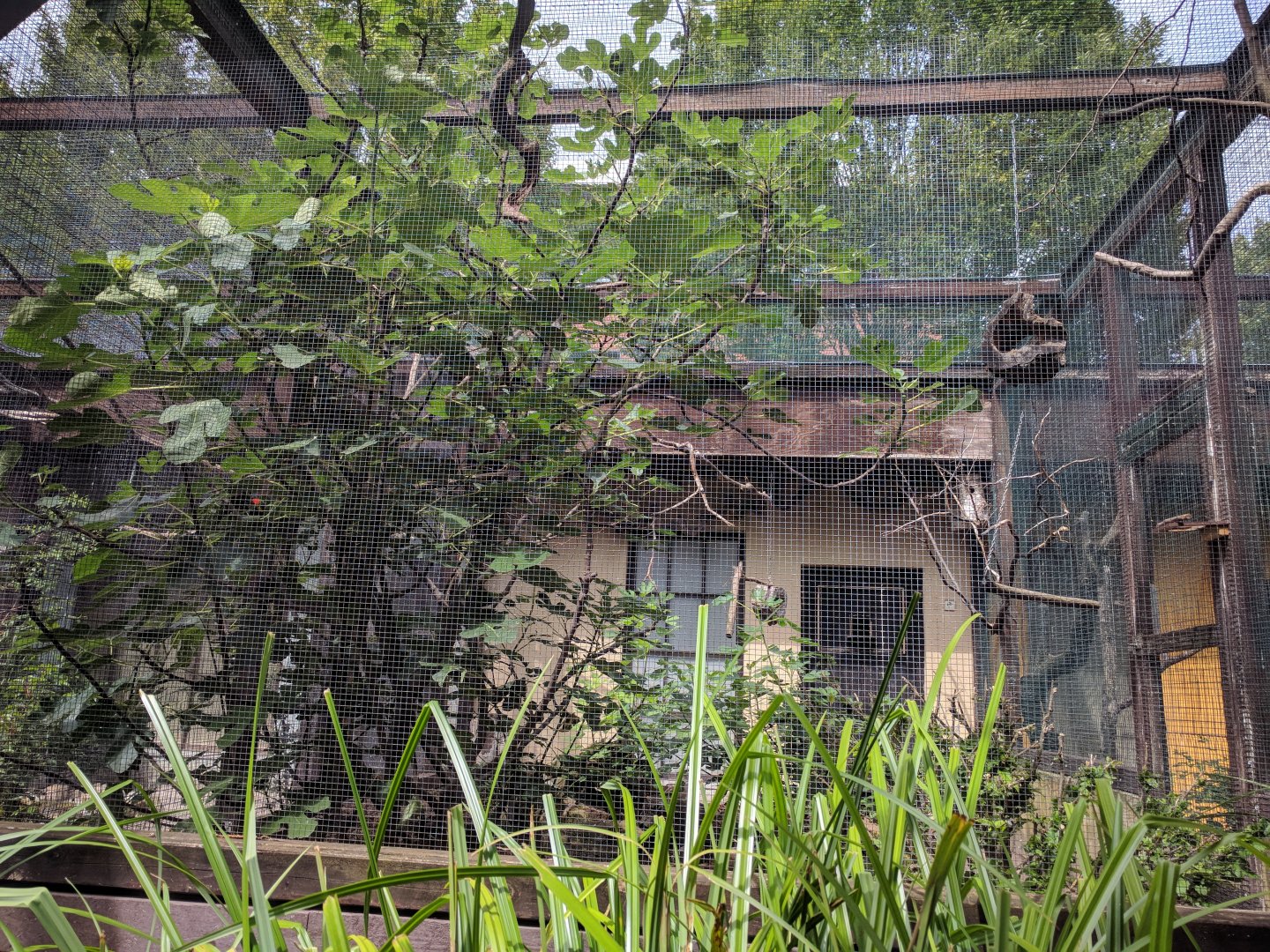 Indonesian Rainforest Aviary