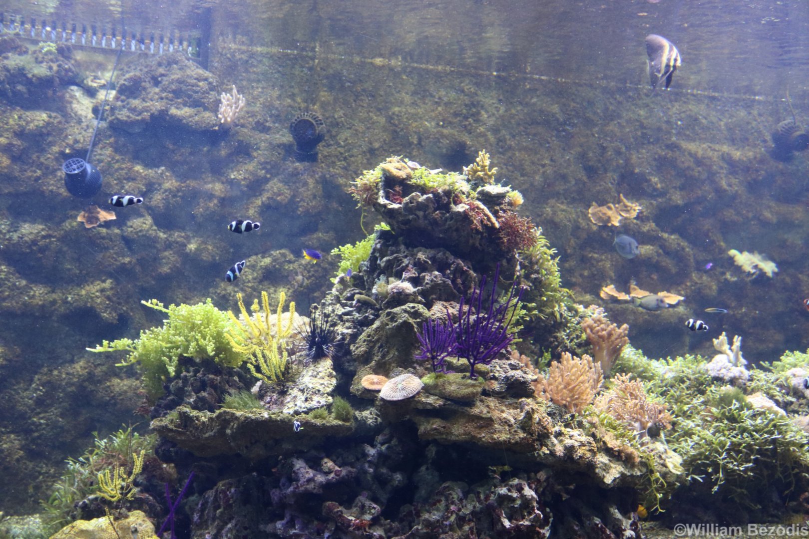 Indonesian Reef Tank