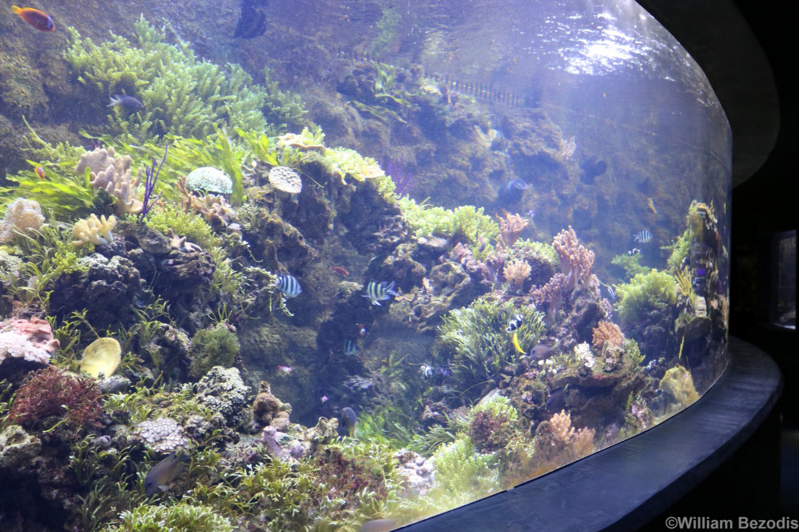 Indonesian Reef Tank