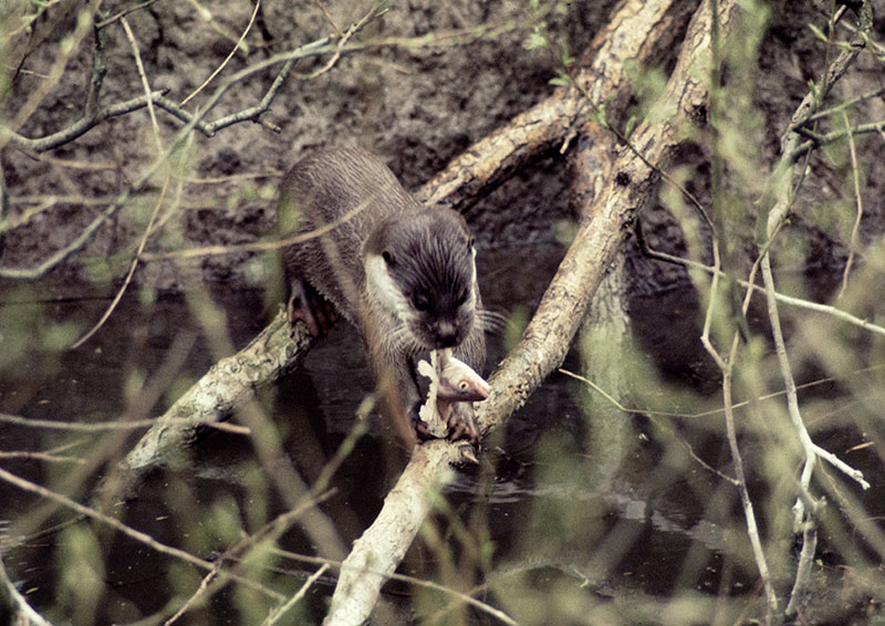 Indonesian river otter at the Otter Trust 1977