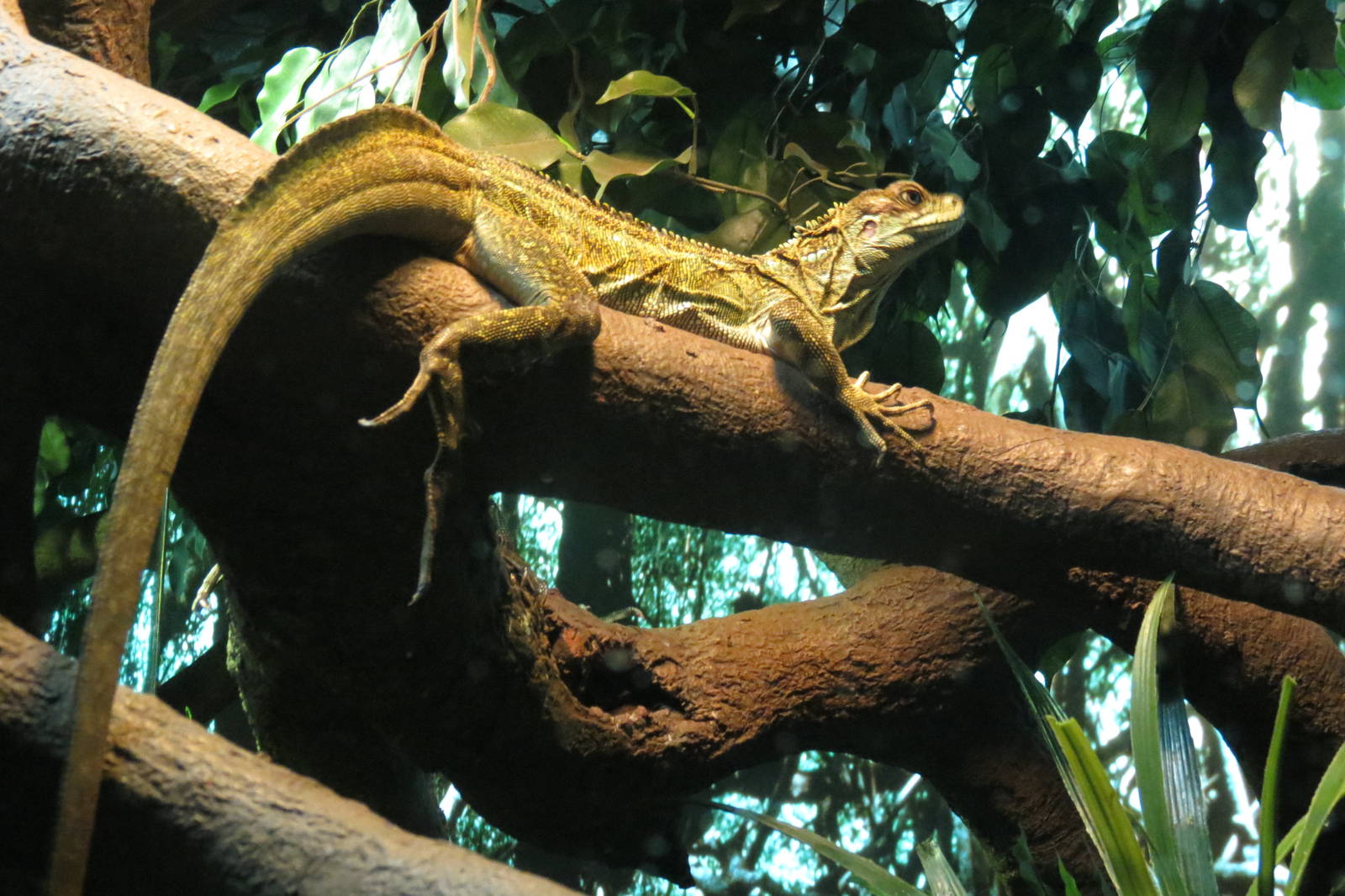 Indonesian Sailfin Lizard
