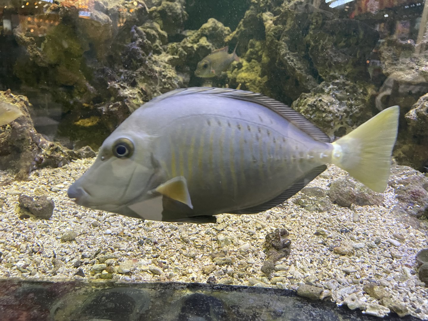 indonesian sawtail (prionurus chrysurus)