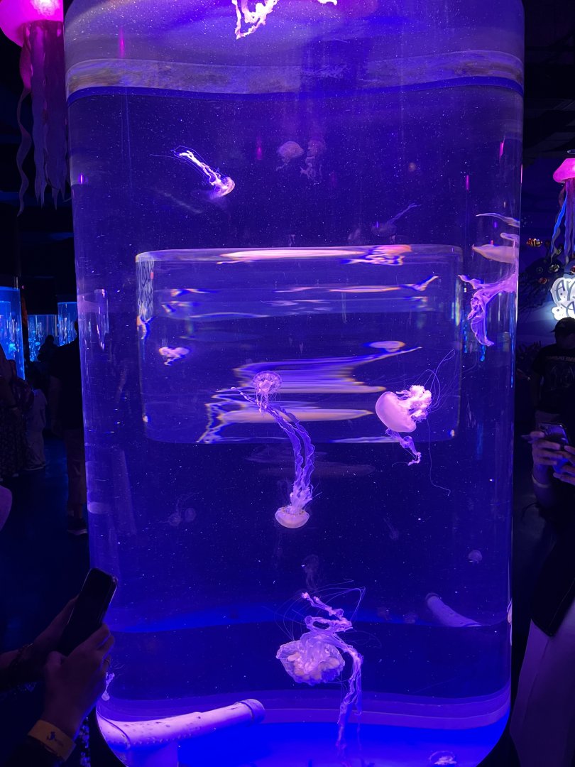 indonesian sea nettle (chrysaora chinensis) (1) - BX Sea