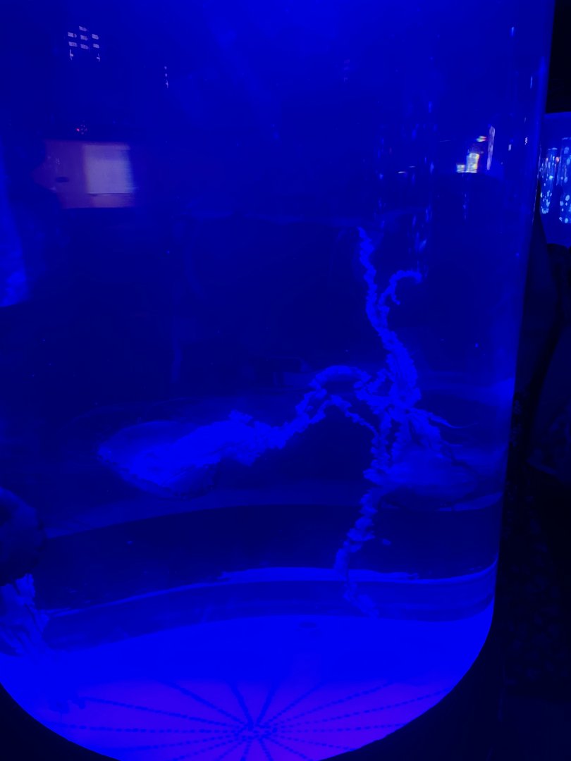 indonesian sea nettle (chrysaora chinensis) (2) - BX Sea