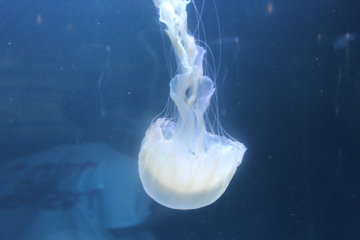 Indonesian sea nettle (Chrysaora chinensis) - BXSea