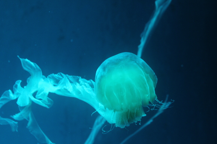 Indonesian sea nettle (Chrysaora chinensis)