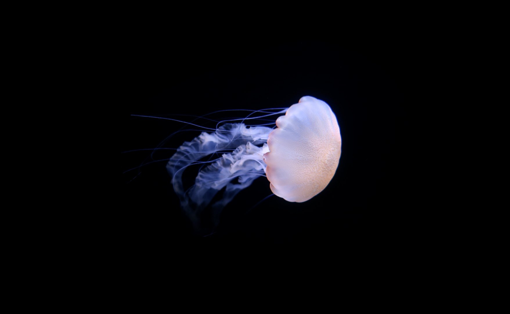 Indonesian Sea Nettle (Chrysaora chinensis)