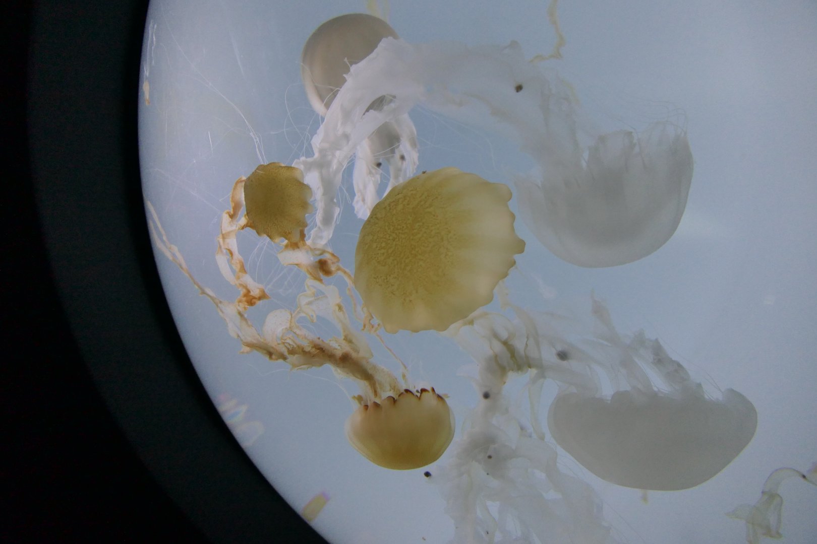 Indonesian Sea Nettle (Chrysaora chinensis)