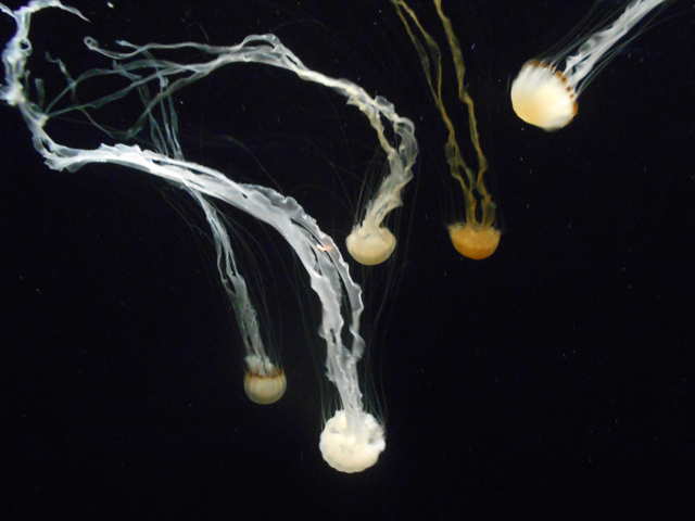 Indonesian sea nettles