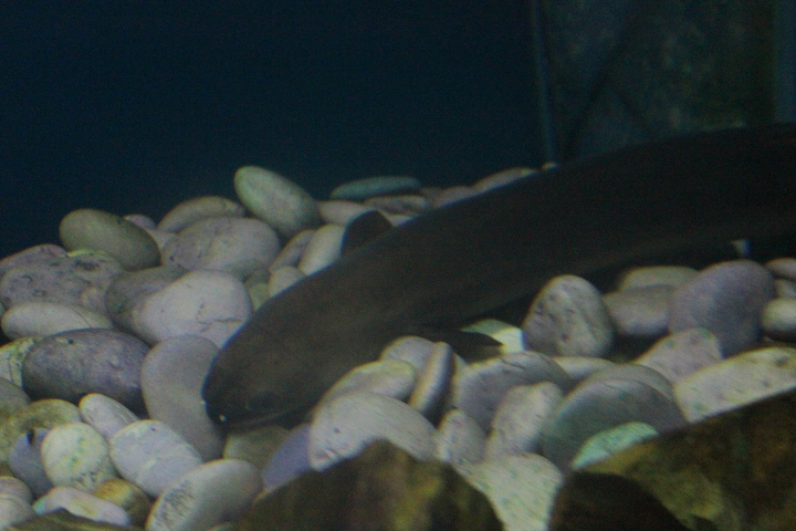 Indonesian shortfin eel (Anguilla bicolor bicolor)