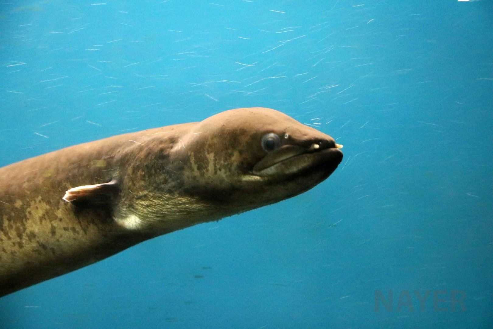 Indonesian shortfin eel, June 2016