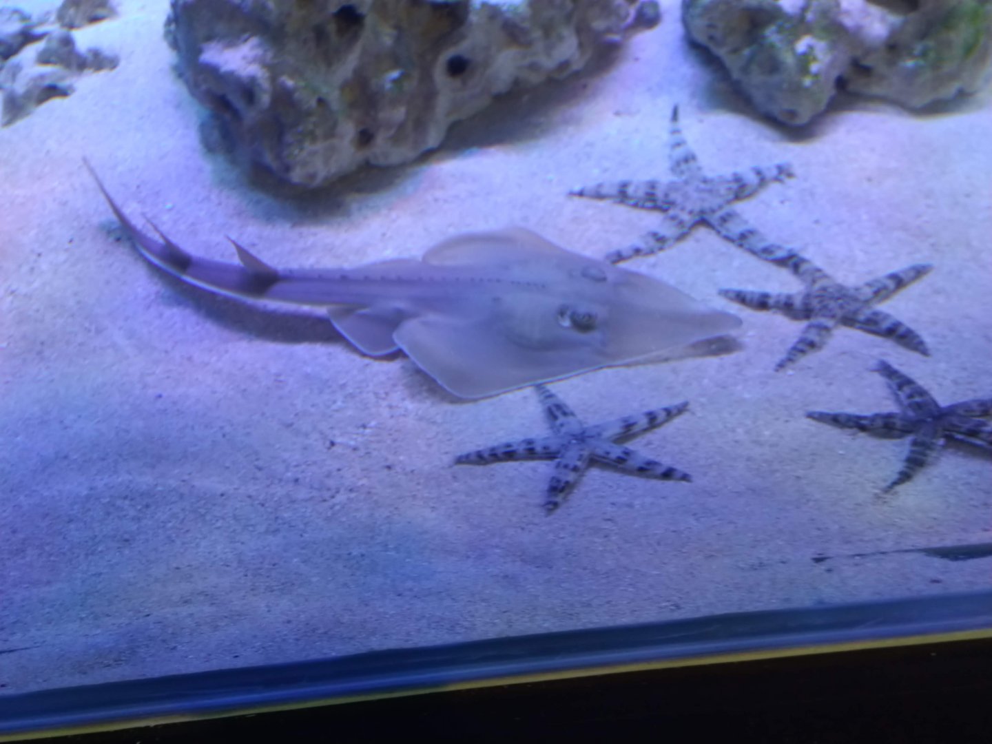 Indonesian shovelnose ray