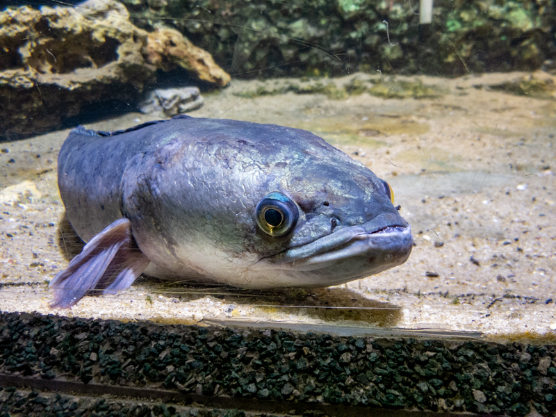 Indonesian snakehead / Channa micropeltes