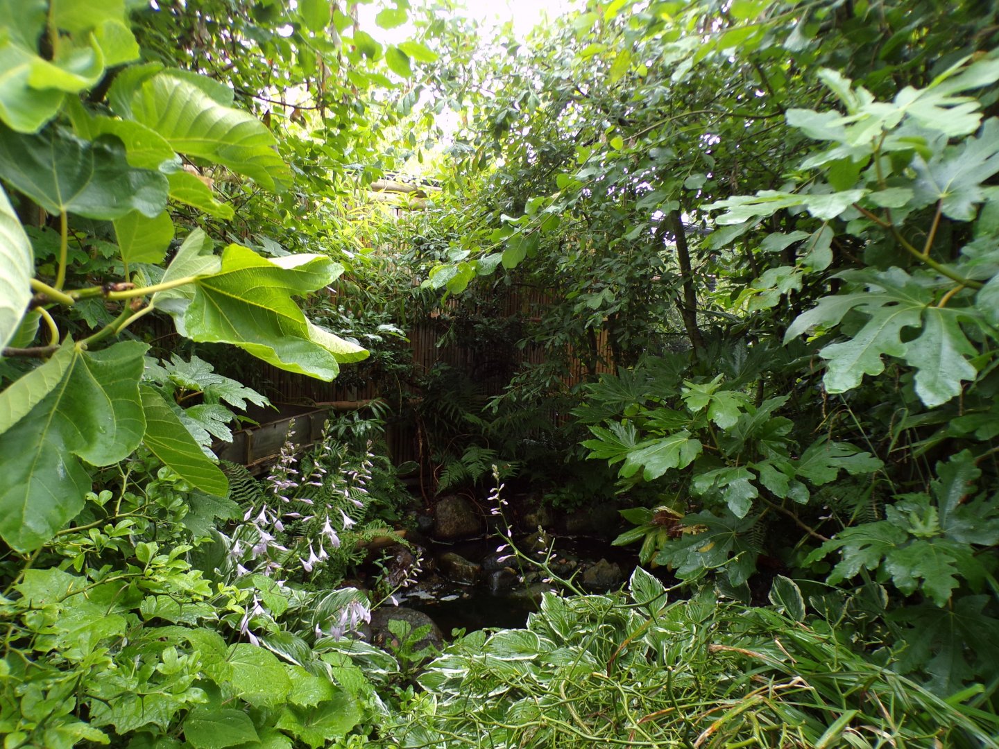 Indonesian songbird walkthrough aviary 29.6.24