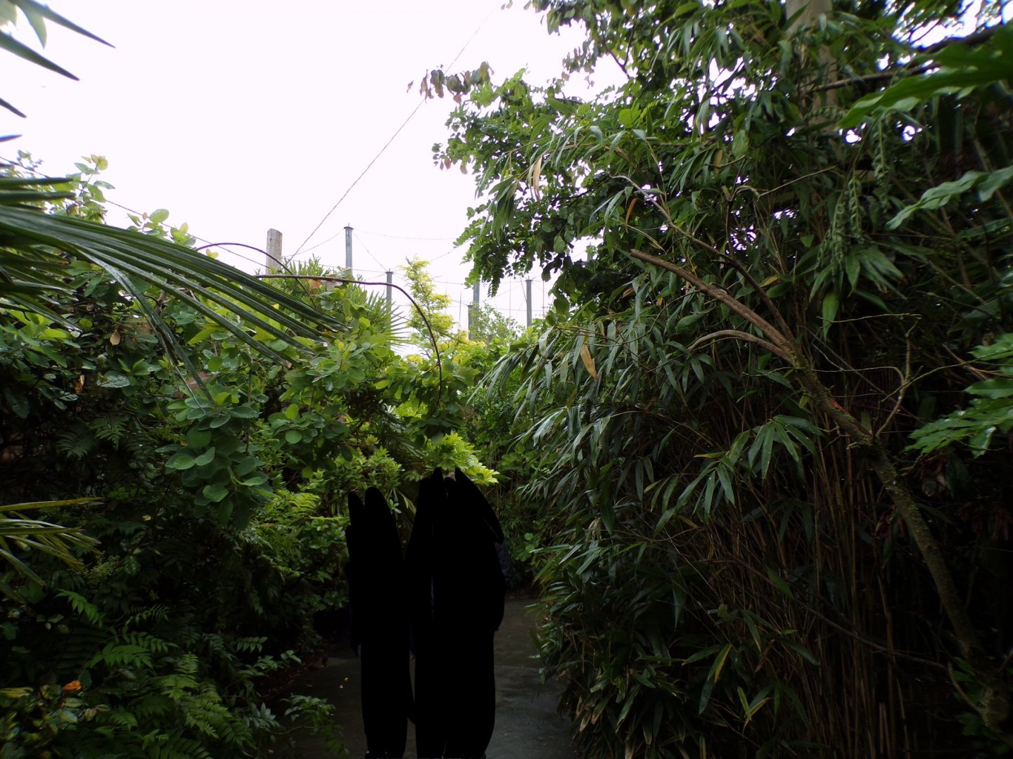 Indonesian songbird walkthrough aviary 29.6.24