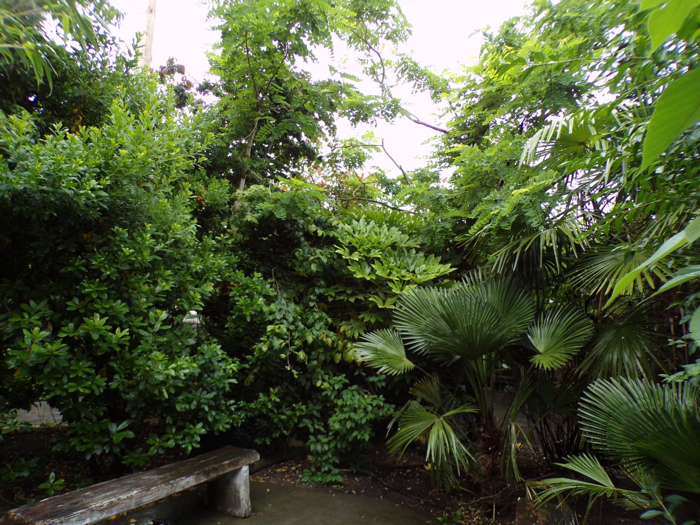 Indonesian songbird walkthrough aviary 29.6.24