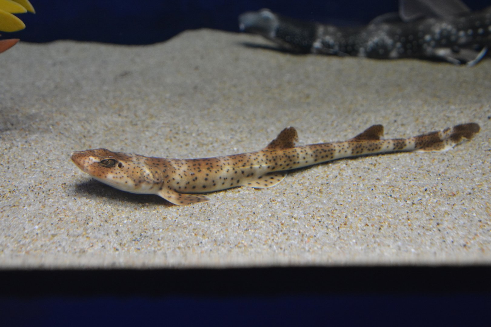 Indonesian speckled catshark (Halaelurus maculosus)