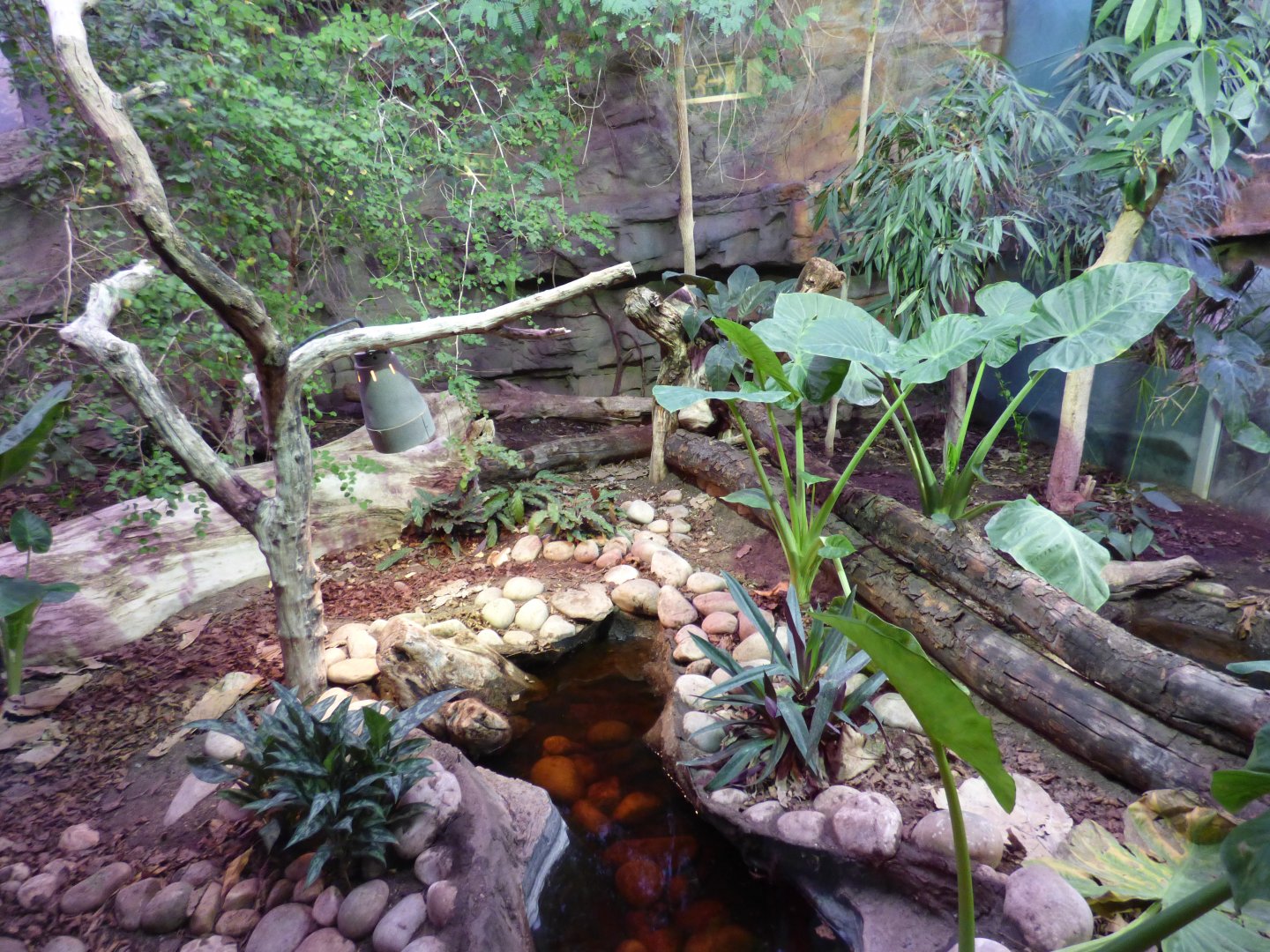 Indonesian Spiny Turtle enclosure in Dragons in Danger