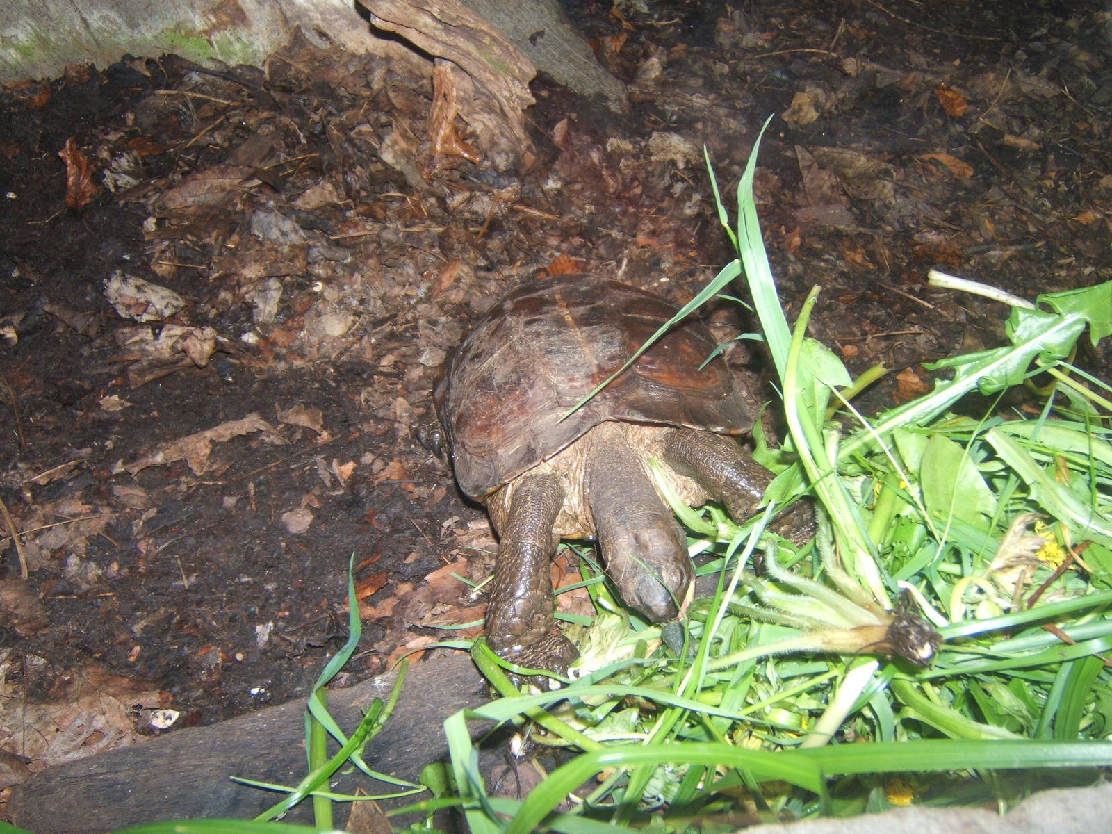 Indonesian Spiny Turtle