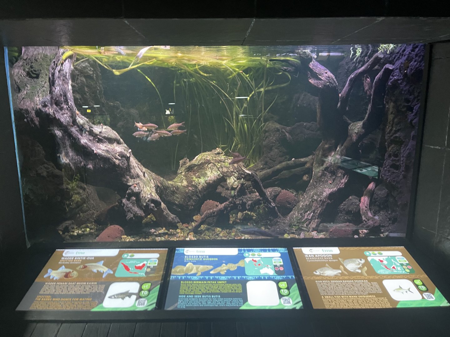 indonesian tank - dunia air tawar