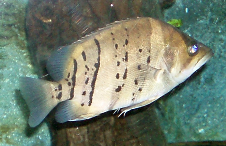 Indonesian Tiger Fish (Datnioides microlepis)